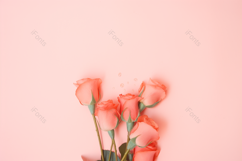 表白爱意的玫瑰花与玫瑰花花瓣,高清,摄影图,摄影图片,图片大全,摄影图免费下载